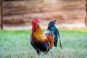 Red Rooster in a Rural Meadow