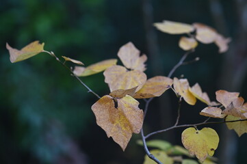 autumn leaf