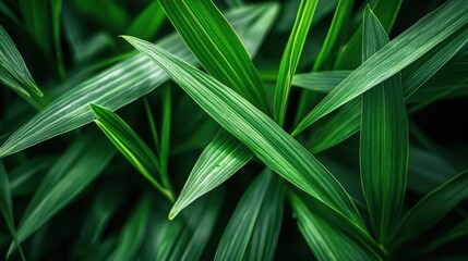 Obraz premium Pandan Leaves. Closeup of Fresh Green Leaves, Thai Herbal Ingredient for Cooking