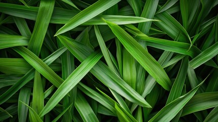 Obraz premium Pandan Leaves. Fresh Green Leaf, Natural Ingredient for Cooking and Agriculture