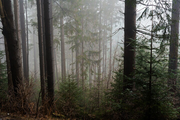 Obraz premium Mysterious Fog Envelops a Dense Pine Forest at Dawn