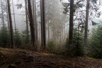 Obraz premium Mystic Forest in Foggy Atmosphere with Towering Trees and Dense Underbrush