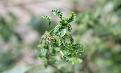 Macro of Chili Leaf Curl Virus or Disease on Chili Plant