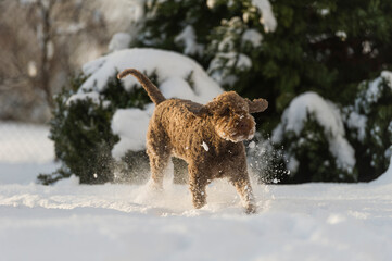Lagotto Romagnolo hat Spaß im Schnee
