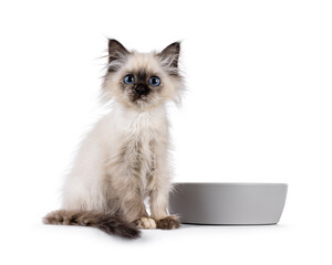 Obraz premium Adorable tortie Sacred Birman cat kitten, sitting up facing front beside gray food bowl. Looking towards camera with blue eyes. Isolated on a white background with copy space.