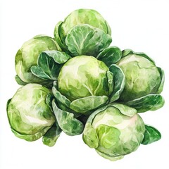 Obraz premium Fresh cabbage bunch watercolor illustration on a white background.