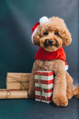 Close-up small ginger poodle dog in a Santa cap on a blue-green background. Pet's portrait. Christmas greetings card, front view