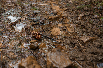Obraz premium A Close-Up of Wet Muddy Ground with Rocks and Water Puddles in a Forest Setting