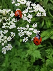 Fototapeta premium ladybug on a flower