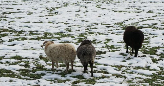 A flock of Ouessant sheeps. Black and blond Rams with ewes and lambs grazing in a snowy land