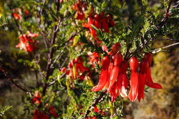 Flowering plant of the Cancer Bush (Lessertia frutescens), Western Cape, South Africa