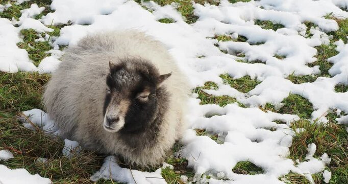 A young Ouessant lamb, lying and ruminating in the snowy grass, resistant to cold snow with its thick white wool
