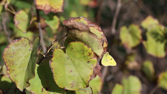 Clouded Yellow or Colias croceus butterfly 