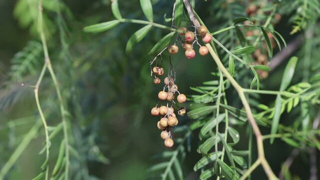 red berries of Schinus molle (false pepper) tree