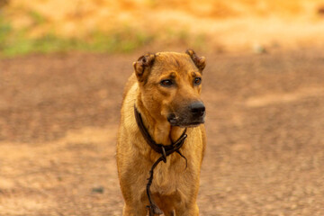 Brown mixed breed dog with cropped ears and old collar