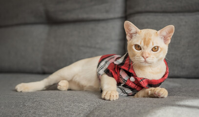 Burmese kitten in a checkered shirt resting on the sofa at home.
