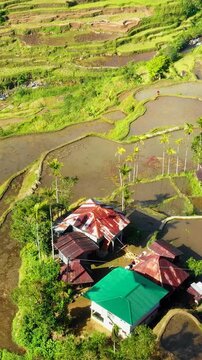 Drone flies over simple farmer houses and terraces rice baddies vertical video.
