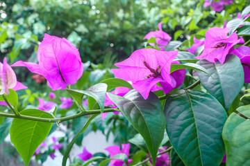 Garden with purple Bougainvillea spectabilis ornamental plants and Mussaenda erythrophylla tree full of white flowers in the garden.