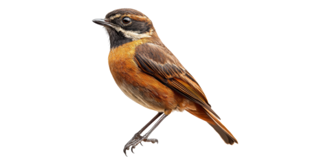 Small Brown Bird Perched Isolated On Transparent Background