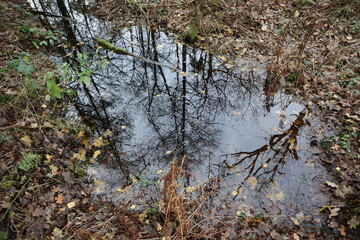 Fototapeta premium water in the forest