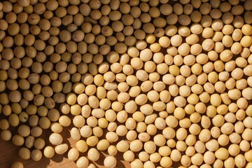 収穫したばかりの大豆