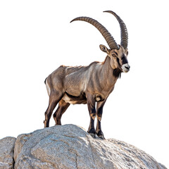 Fototapeta premium An ibex standing on a rock, isolated on a white background