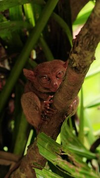 Closeup shot of Tarsier animal on a tree branch on vertical video.