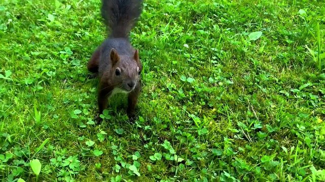 Eurasian brown squirrel sitting on green grass and hiding nut in ground,stocking up on food underground.Wild rodents in city park,wild animals in nature,close up
