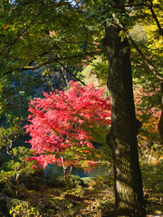 成田山公園の紅葉