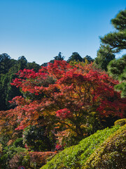 成田山公園の紅葉