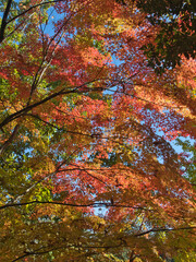 成田山公園の紅葉
