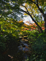 Obraz premium 成田山公園の紅葉