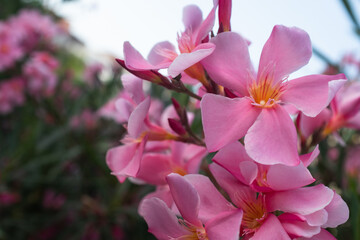 Vibrant Pink Oleander Flowers in Full Bloom. This vibrant floral display highlights the beauty of...