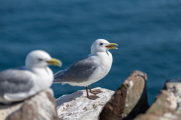 Obraz premium Kittiwake (Rissa tridactyla) showing red mouth and tongue, Northumberland, England
