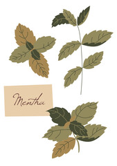 Mint branch. Mint herb and spice vector illustration. Vector set of element for advertising, packaging design of condiment products.