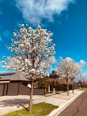 Fototapeta premium blooming tree