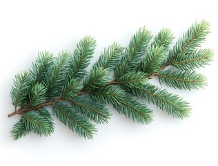 Obraz premium Green Branch with Needle-Like Leaves