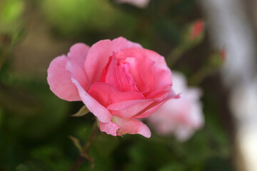 Beautiful Flowers in a Blooming Garden