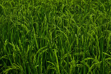 Obraz premium Rice produced by farmers is a staple food for the people of Java, Asia, Indonesia