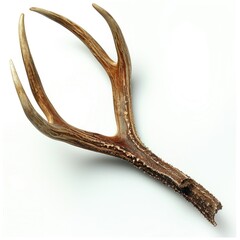 Obraz premium An angled view of a whitetail deer antler isolated on white