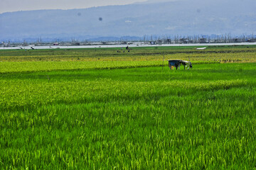 Fototapeta premium Rice produced by farmers is a staple food for the people of Java, Asia, Indonesia