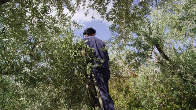 Male farmer standing on ladder and harvesting olive trees on a sunny day.