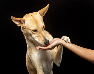 Obraz premium A tan dog with perked ears interacts playfully with a human hand, showcasing a moment of connection. The background is dark, focusing on their bond.