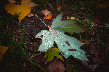 A fallen green leaf with dew drops lies on the ground