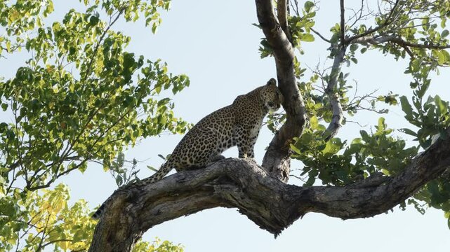 Leopard scratching its neck in tree in Africa.