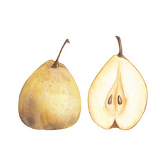 Pear watercolor isolated on white background. Chinese yellow whole and half pear