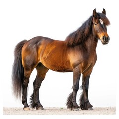 Obraz premium Belgian Heavy Horse breed standing in front of white background.