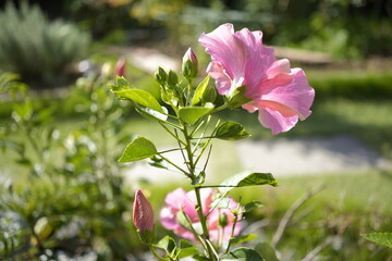 ピンクのハイビスカス