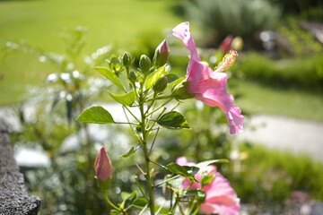 ピンクのハイビスカス