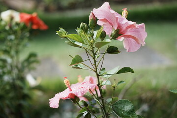 ピンクのハイビスカス